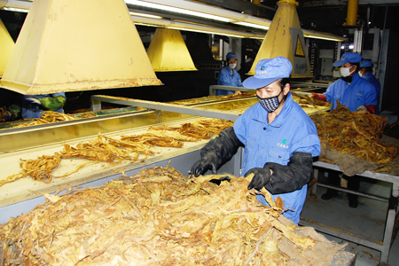 煙草鏈板輸送機